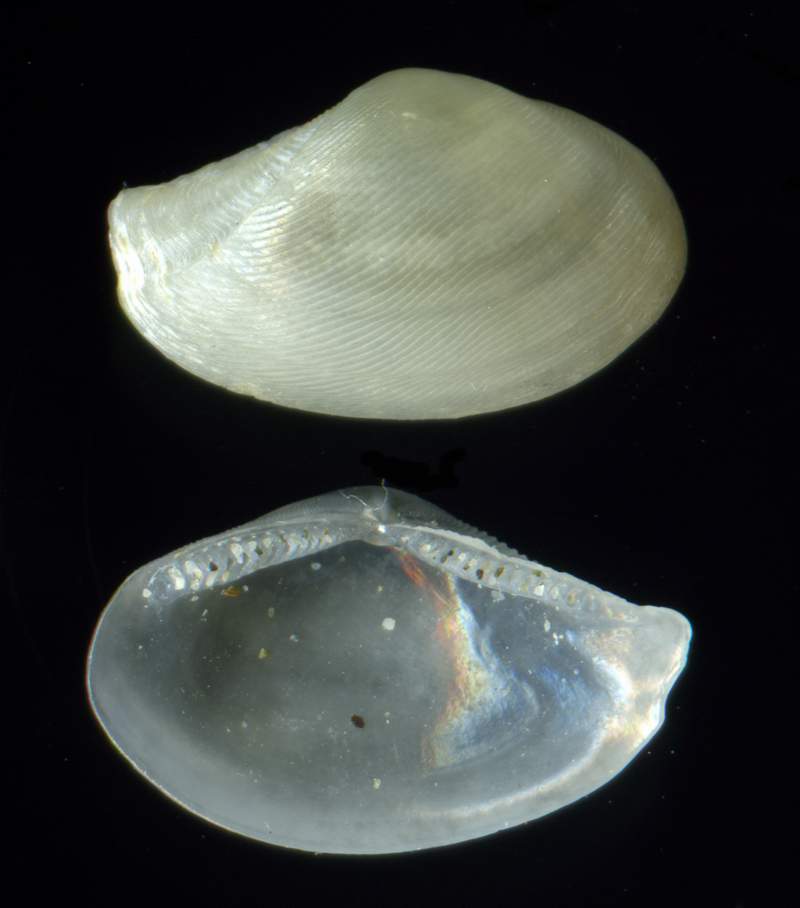 NUCULANIDAE Lembulus pellus (Linn, 1758) mm 12x7